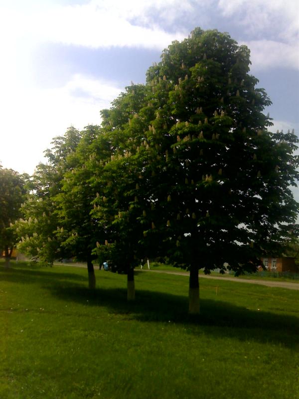 Моє село - Козельное