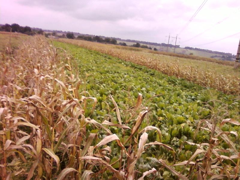 Багатківці  і околиці  села - Багатківці