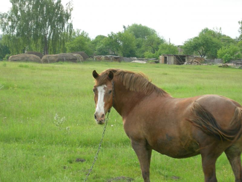 Тарасів - Тарасів