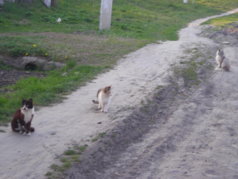 Шубівка - Шубівка