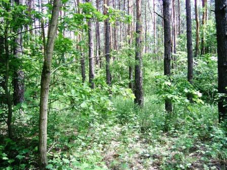 Чорбівські краєвиди - Чорбівка