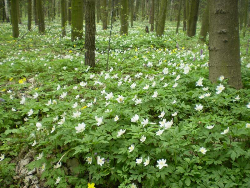 Ларисині нариси - Журавное
