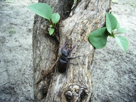 Брати наші менші - Чорбівка