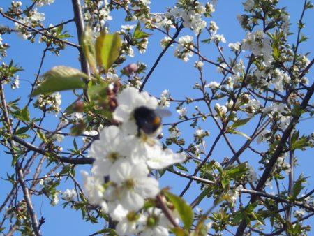 Шубівка - Шубівка