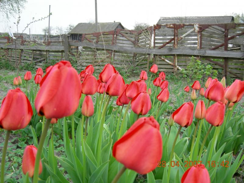 Тарасів - Tarasiv