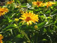 І ХЛІБОМ І ЦВІТОМ