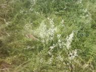 Багатківці  і околиці  села