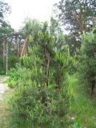 Поїзди гудуть за Ірпінню...