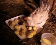 Цікавинки нашого села