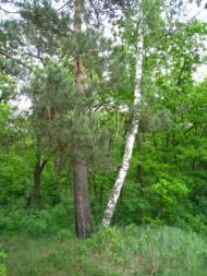 Поїзди гудуть за Ірпінню...