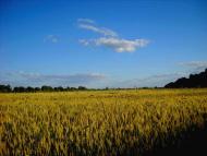 І ХЛІБОМ І ЦВІТОМ