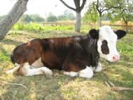 Різнокольоровий город