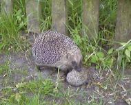 Цікавинки нашого села