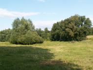 Лузанівські краєвиди