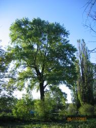 Высший Булатец