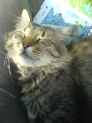 Моменти із села