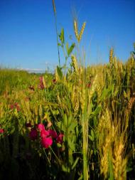 І ХЛІБОМ І ЦВІТОМ