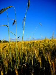 І ХЛІБОМ І ЦВІТОМ