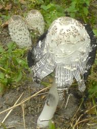 Моменти із села