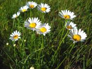 І ХЛІБОМ І ЦВІТОМ