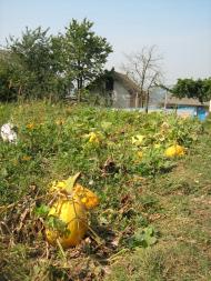 Різнокольоровий город