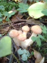 Мальовничі куточки