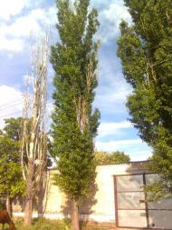 Нововоскресенське, Нововоронцовський Район