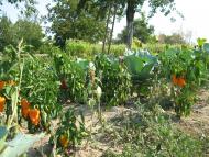 Різнокольоровий город