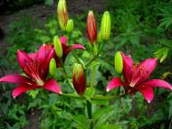 І ХЛІБОМ І ЦВІТОМ