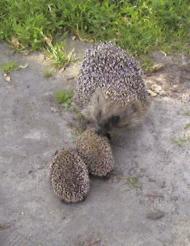 Цікавинки нашого села