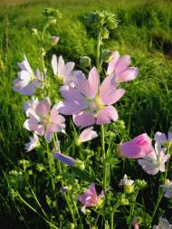 І ХЛІБОМ І ЦВІТОМ