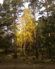 Мальовниче Березове