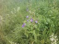 Багатківці  і околиці  села