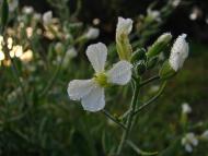 Моя Батьківщина