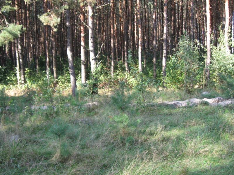 ліс - Стриева