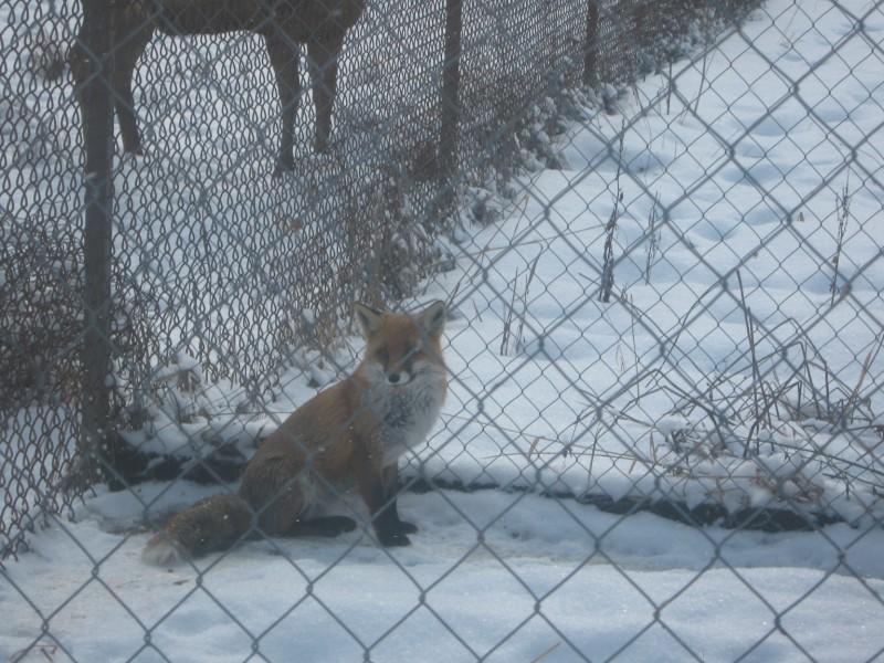 Лісництво 2010 - Селятин