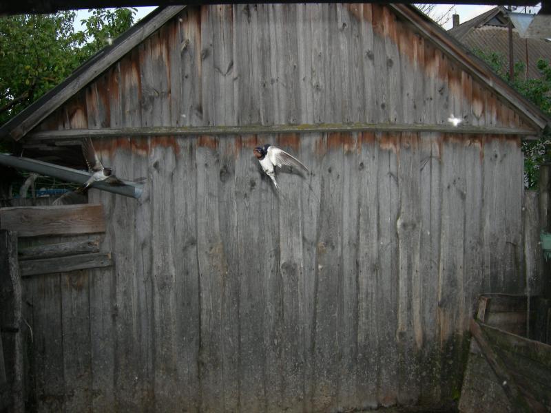 Тарасів - Тарасів