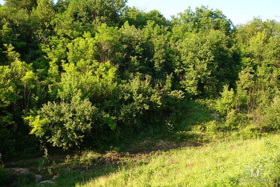 Родина - Шершенцы