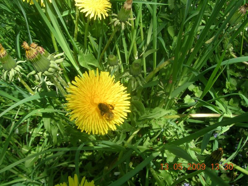 Краса, що оточує нас... - Чайчинцы