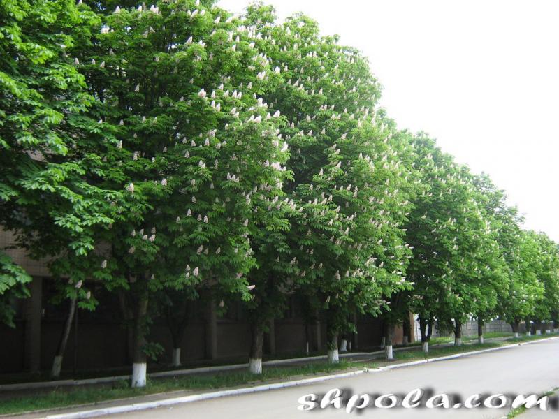 Шпола-географічний центр України - Шпола