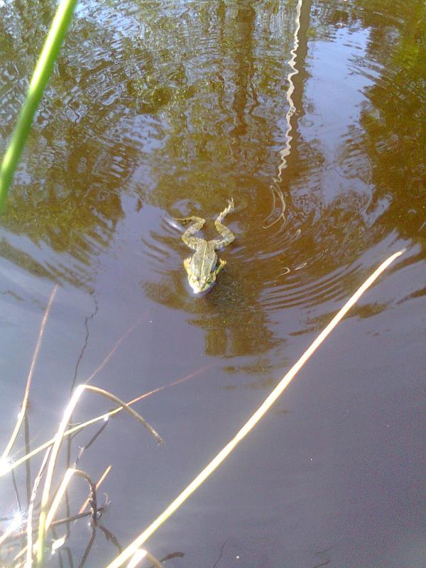 Ну і ну... - Переброди