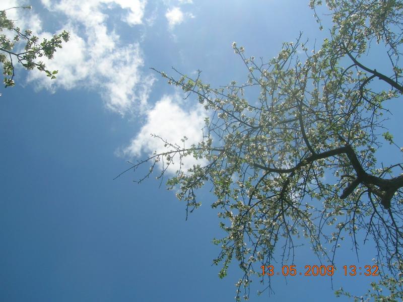 Краса, що оточує нас... - Чайчинцы