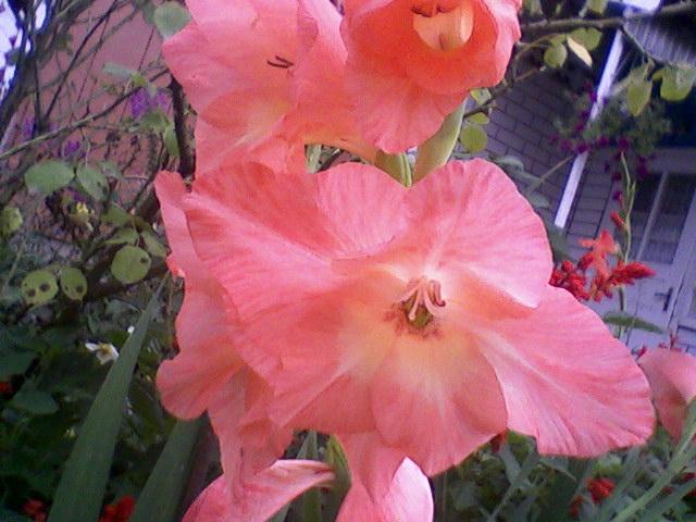 Горошова.UA - Горошова