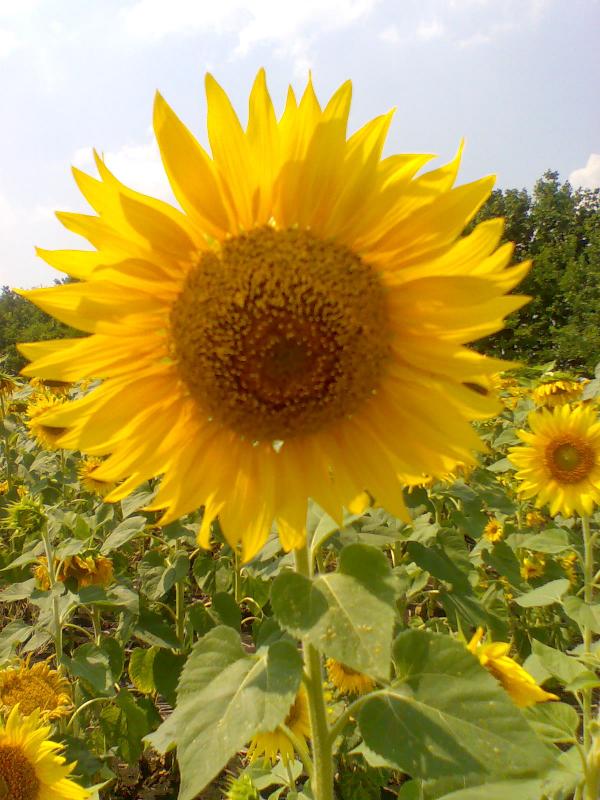 РОДНОЕ СЕЛО - Круглое