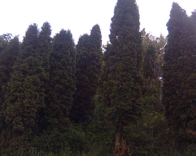 Родная Басовка - Басівка