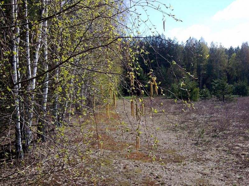 Село - Орликівка