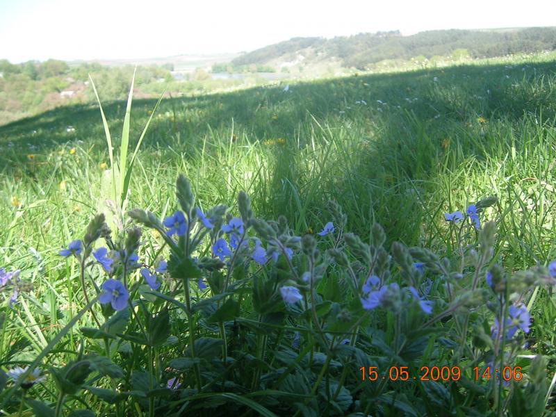 Краса, що оточує нас... - Чайчинці