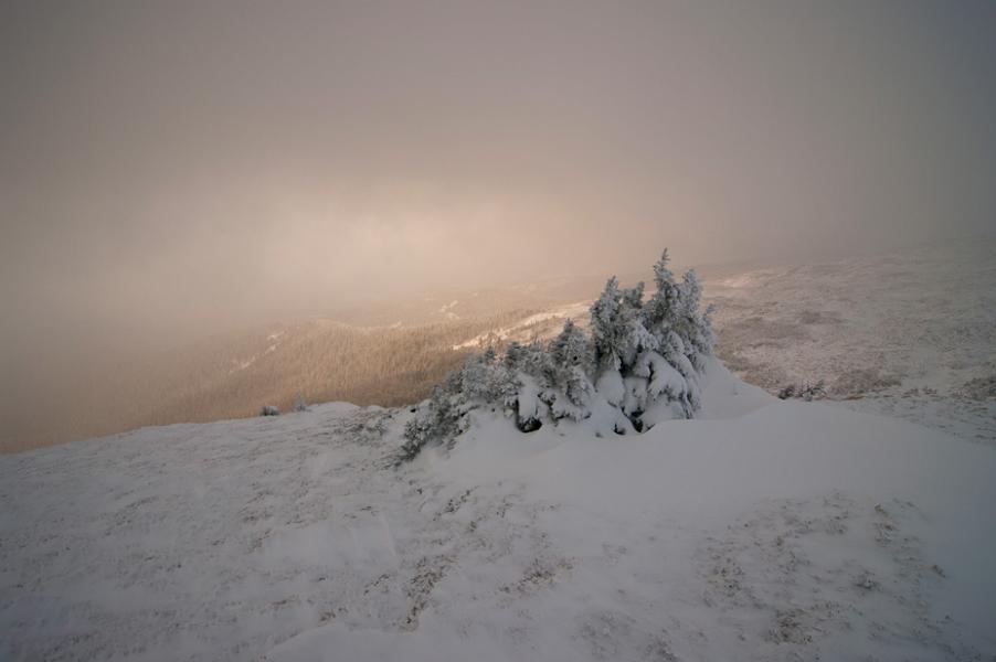 фошки - Фошки