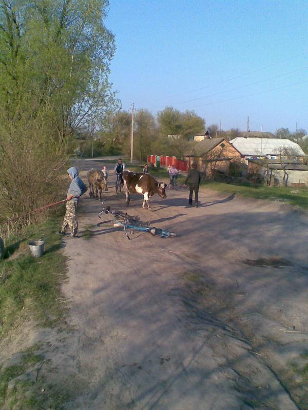 Фото - Петриківці