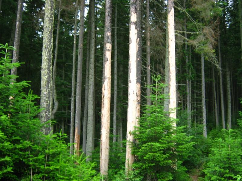 Різне - Селятин